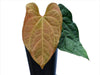 Anthurium Raven Soul (seedling)