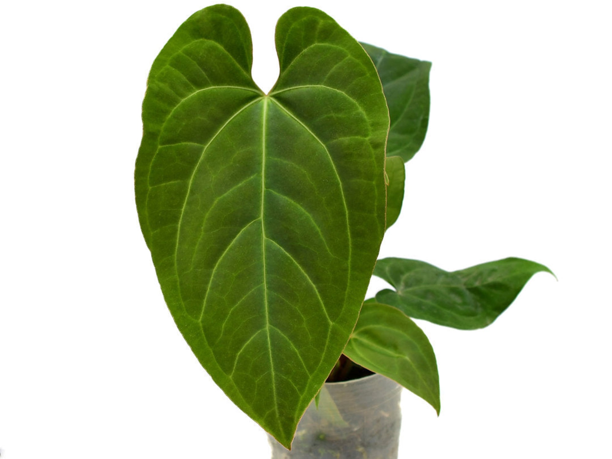 anthurium rio negro Anthurium Rio Negro
