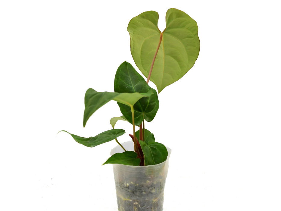anthurium negro Anthurium Rio Negro