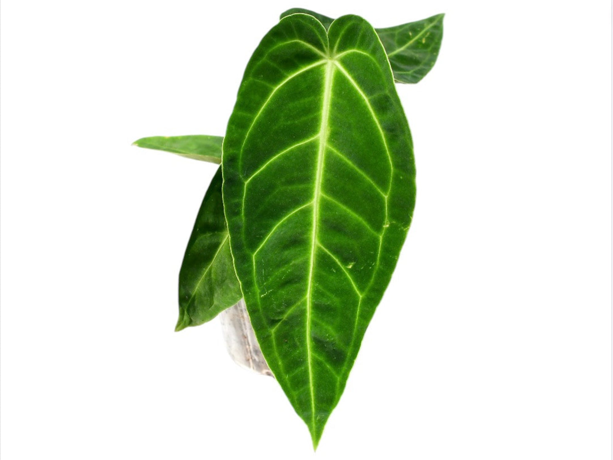 anthurium warocqueanum x metallicum Anth. Royal