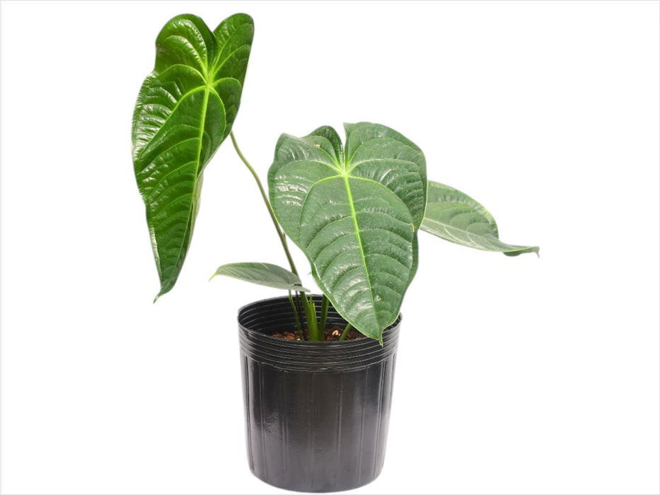 anthurium royalty Anthurium Royal Corrugata