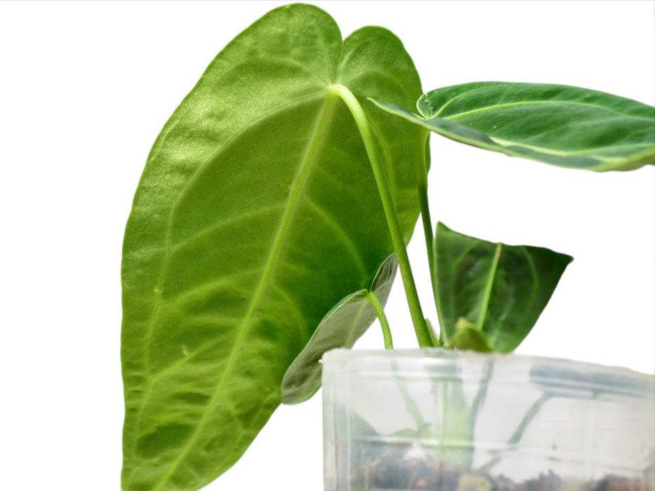 Anthurium Royal