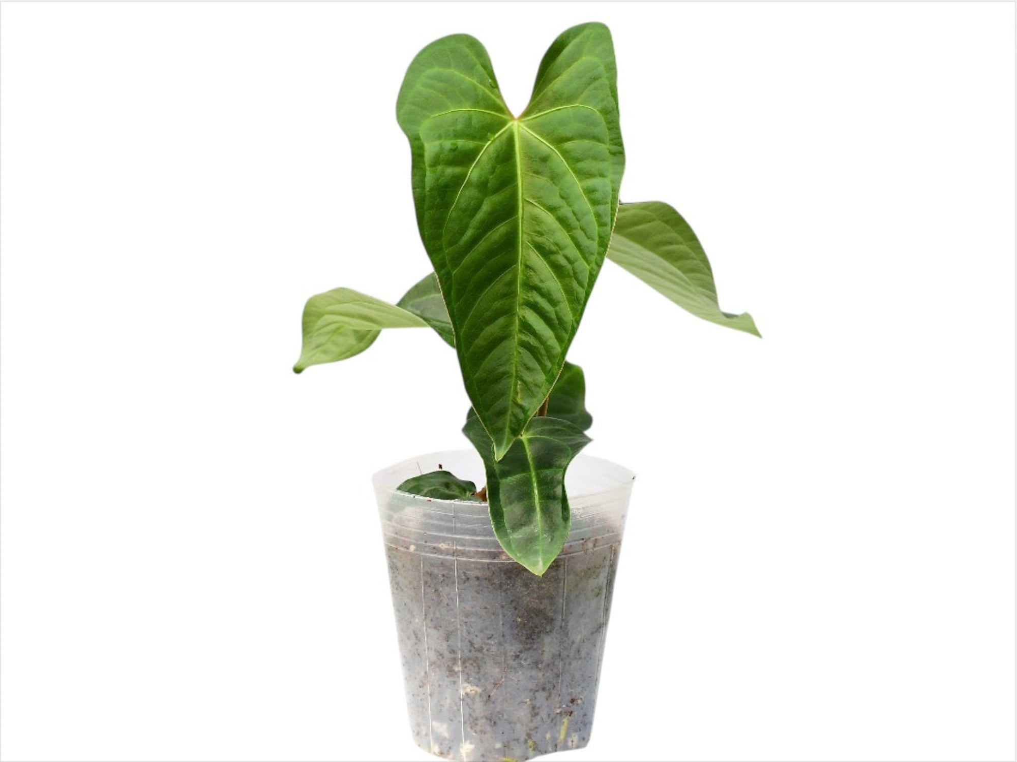 Anthurium Royalty - Sagittatum x Regale Hybrid — Ecuagenera USA Corp