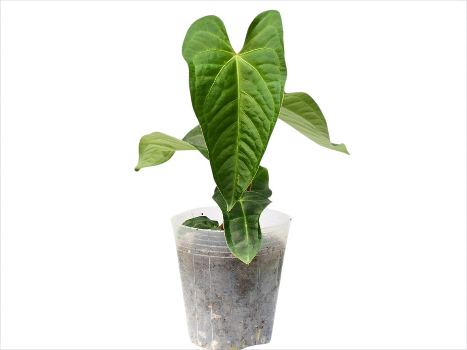 anthurium prodactyl Anthurium Royalty