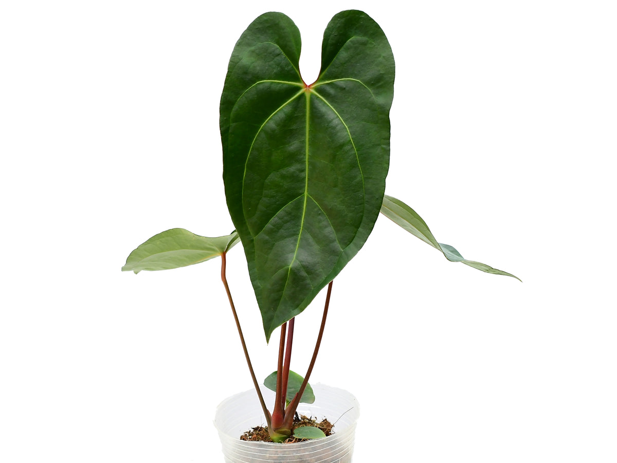 175 Shuar Princess シュアールプリンセス　アンスリウム Anthurium Shuar Princess — Ecuagenera USA Corp