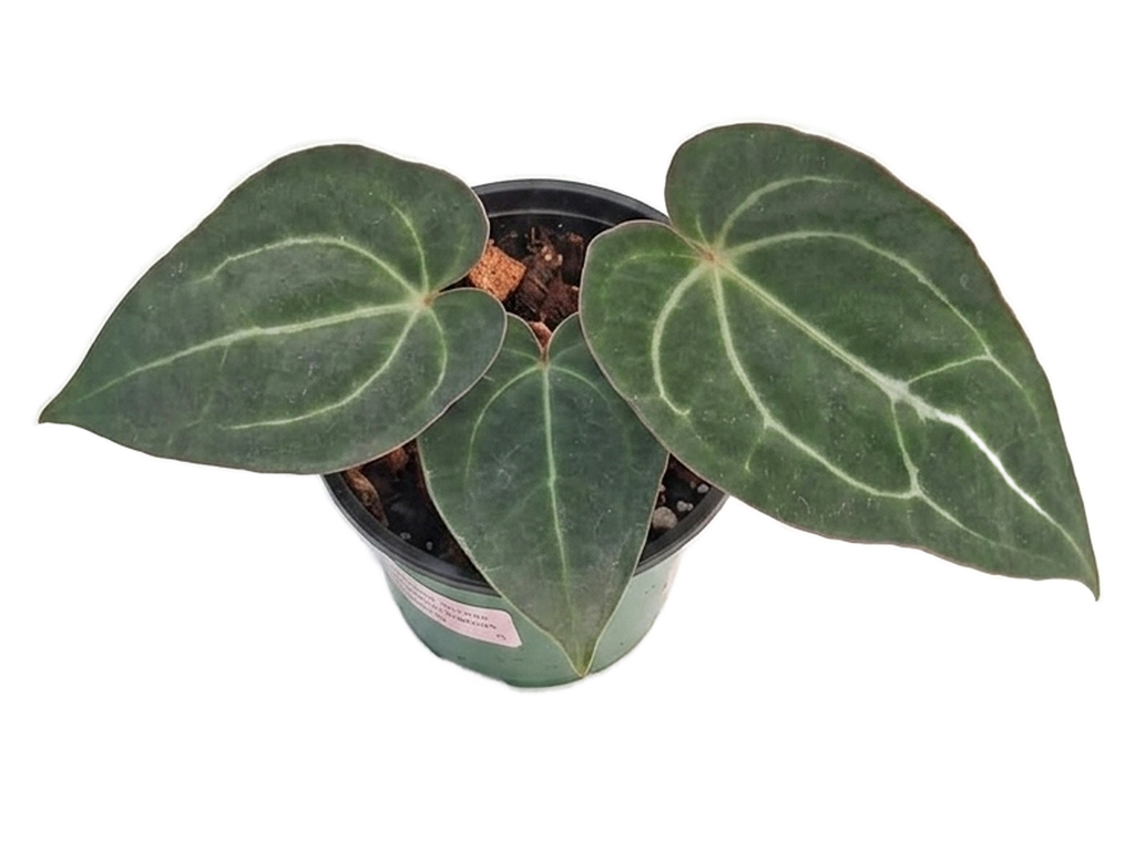 Anthurium Shuar Soul 'Inverse crossing' x Anthurium Deborah Ward