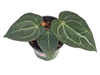 Anthurium Shuar Soul 'Inverse crossing' x Anthurium Deborah Ward (seedling)