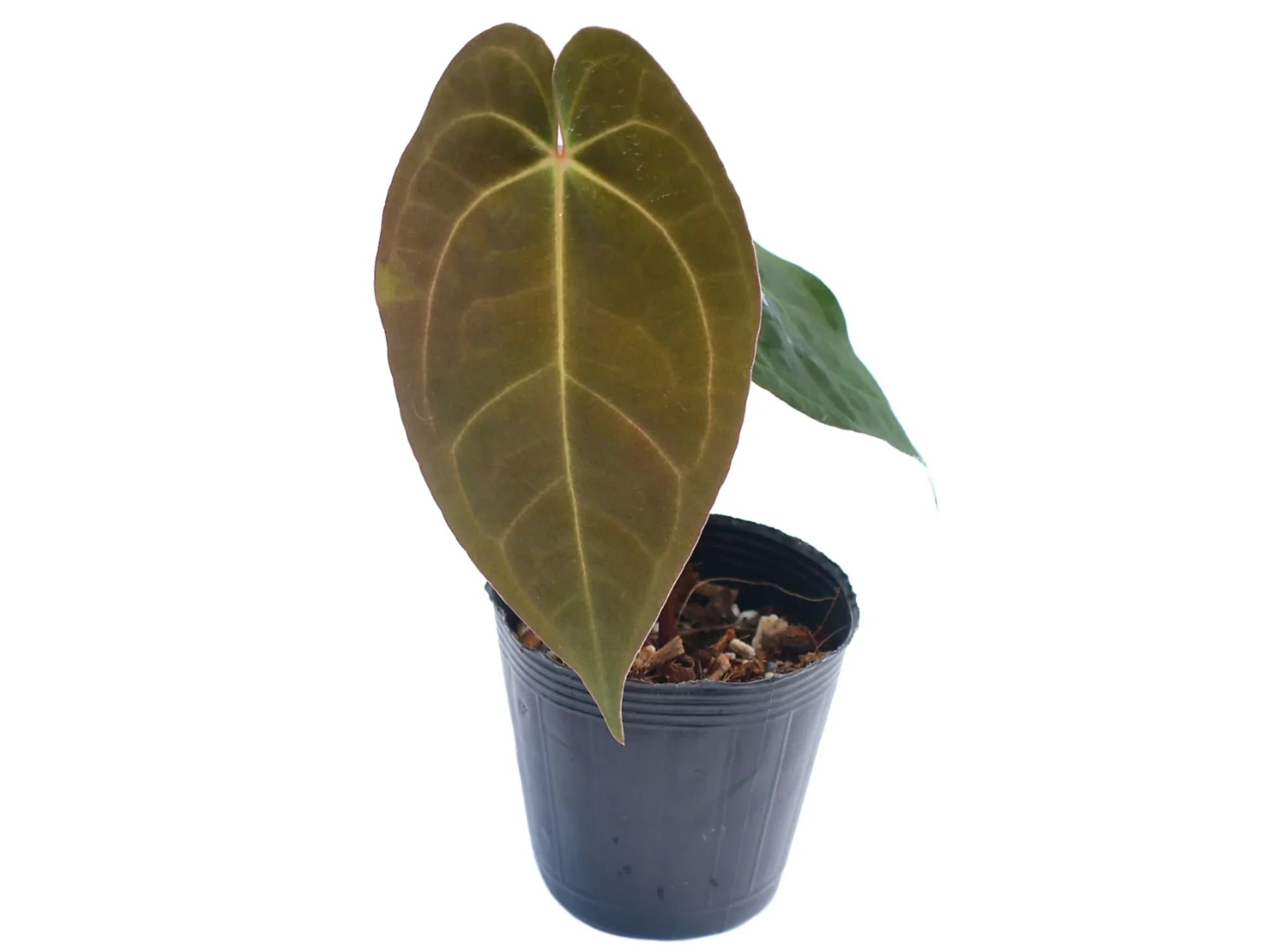 Anthurium_Shuar_Soul_inverse_c