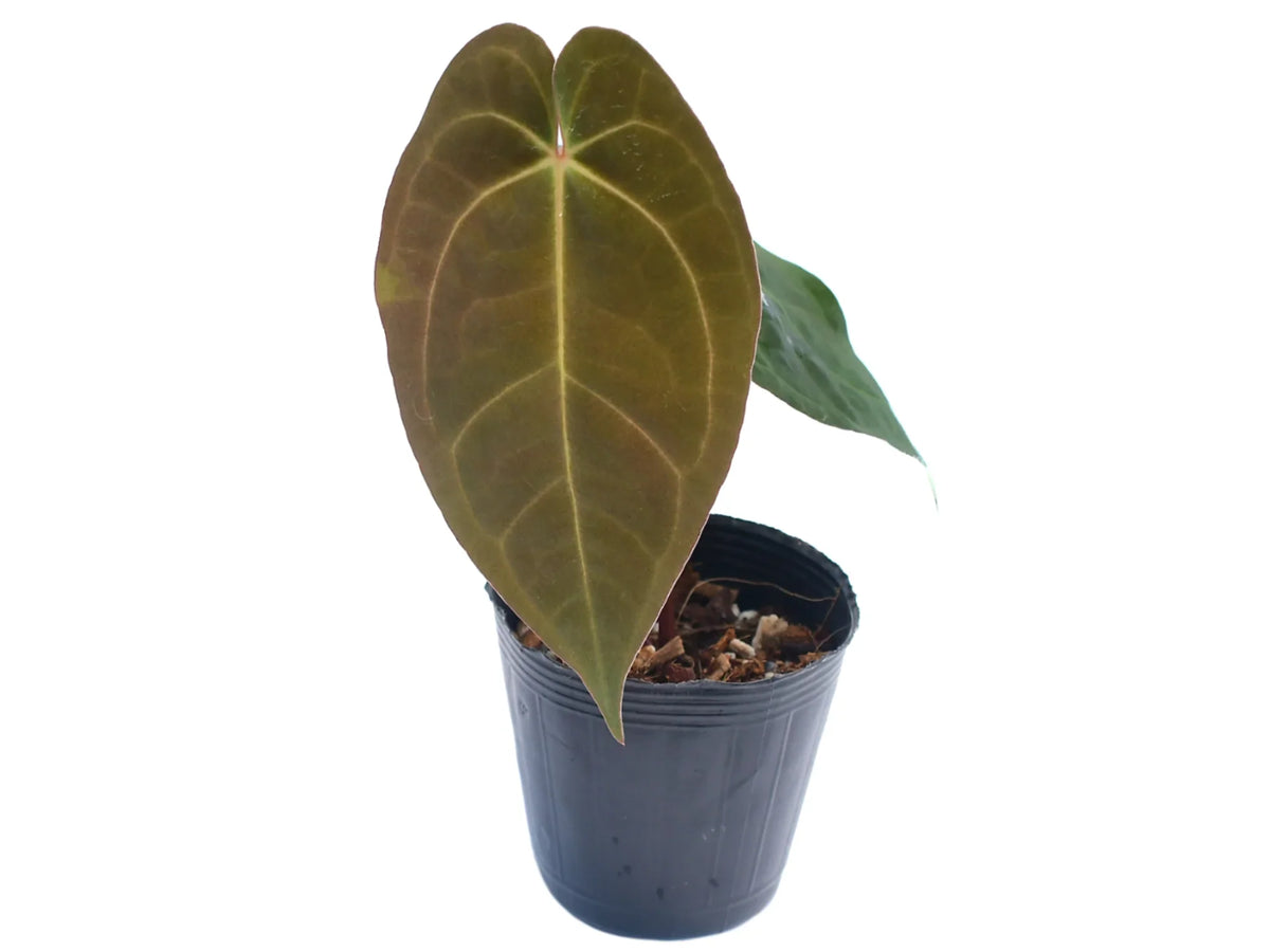 Anthurium Terra Code — Ecuagenera USA Corp