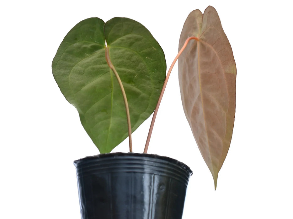 Anthurium Terra Code