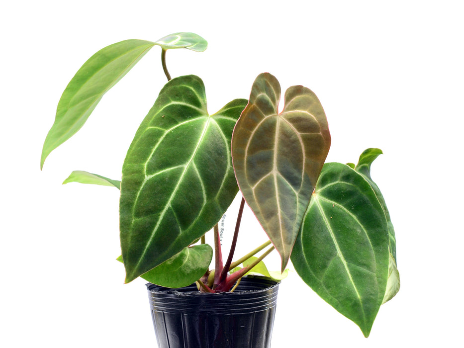 Anthurium Shuar Soul x Anthurium besseae aff