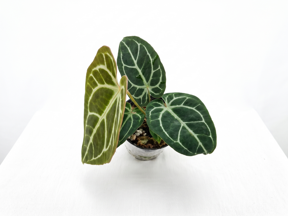 Anthurium Shuar Soul x Anthurium Ecuagenera Green Soul