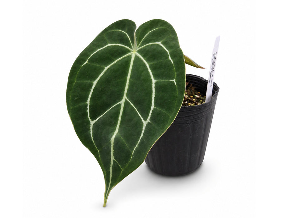 Anthurium Shuar Soul x Anthurium Ecuagenera Green Soul (XS)
