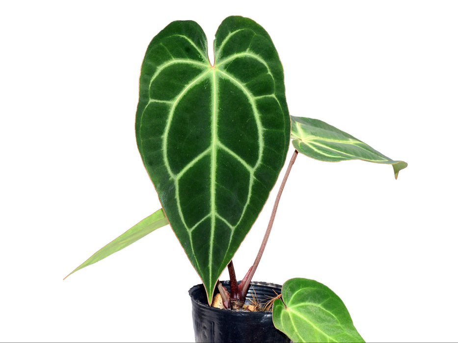 Anthurium Shuar Soul x Anthurium besseae aff
