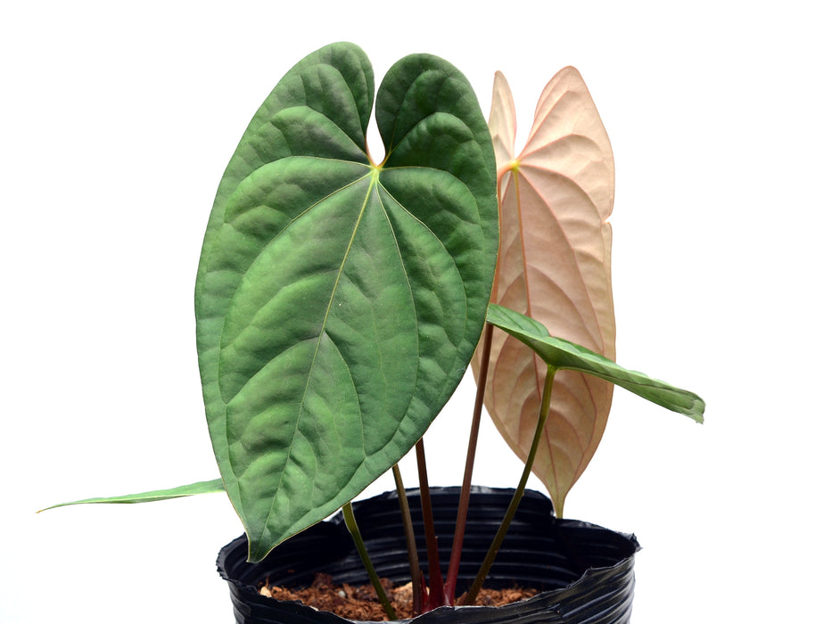 Anthurium Silver Arrow x Anthurium papillilaminum