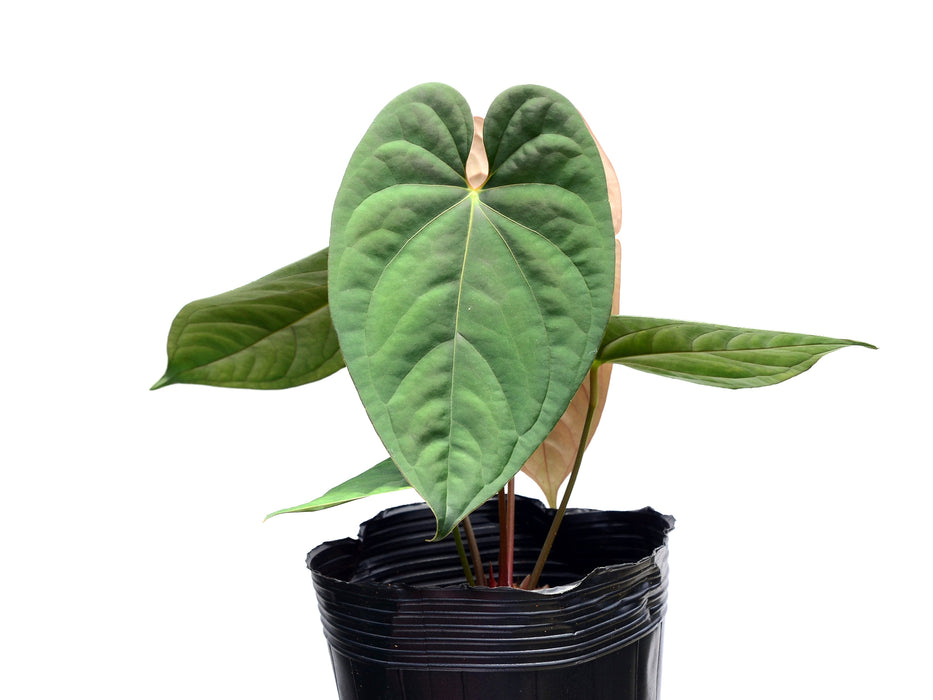 Anthurium Silver Arrow x Anthurium papillilaminum