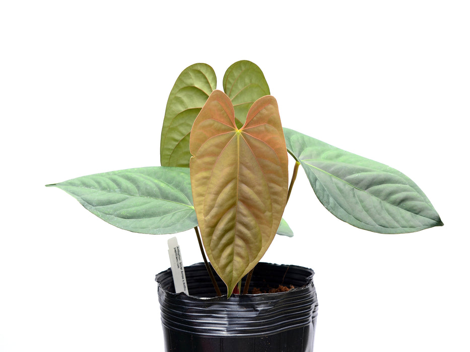 Anthurium Silver Arrow x Anthurium papillilaminum