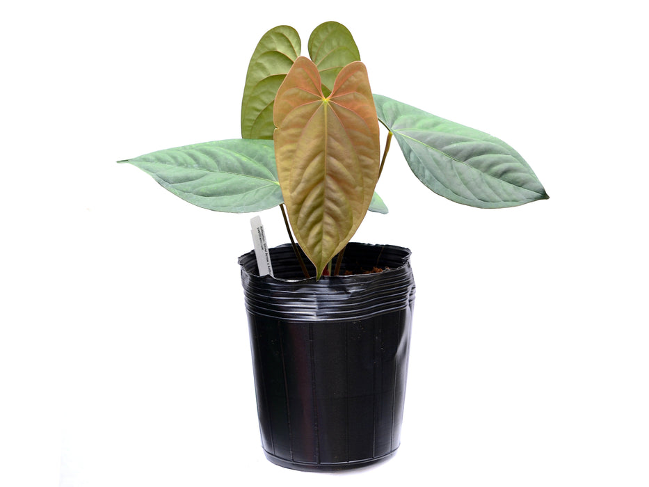 Anthurium Silver Arrow x Anthurium papillilaminum