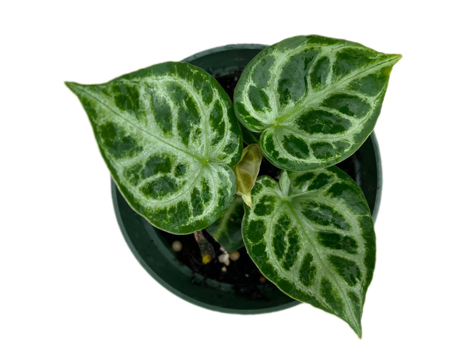 Anthurium Silver Blush