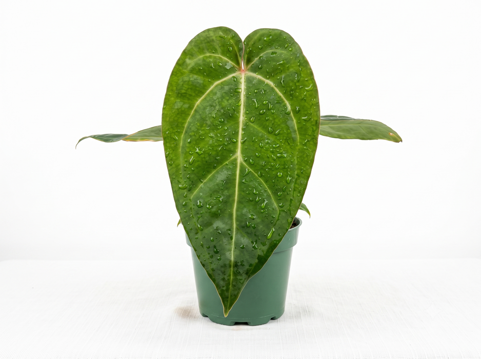 Anthurium Silver Blush x Anthurium Fantasy (seedling)