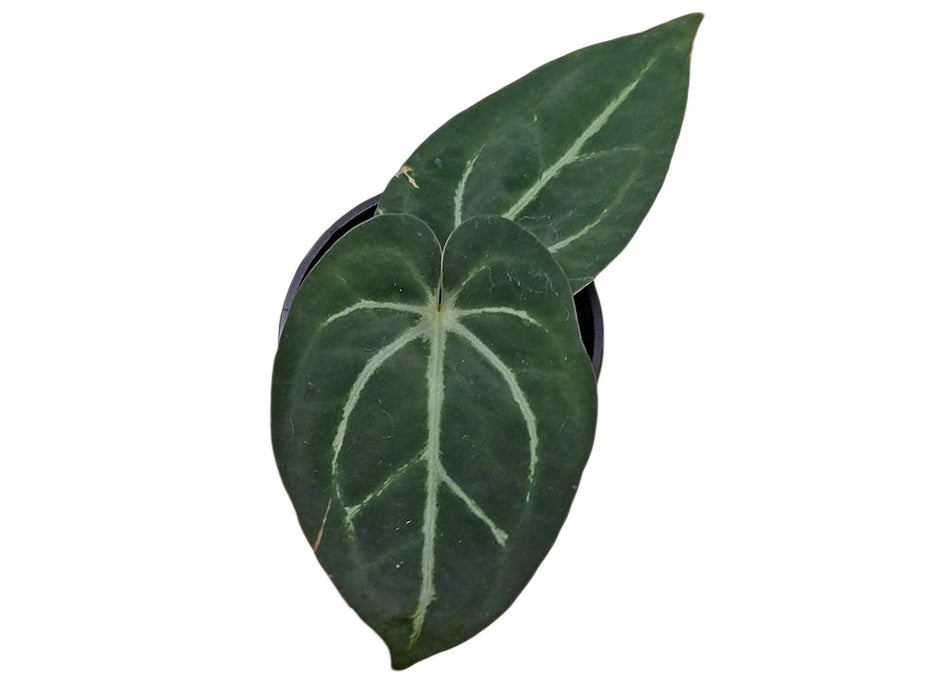 Anthurium Silver Blush x Anthurium carlablackiae