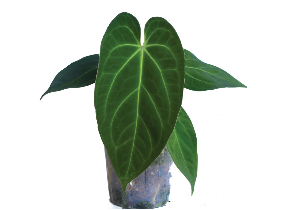 Anthurium Silver Blush x Anthurium papillilaminum (seedling)