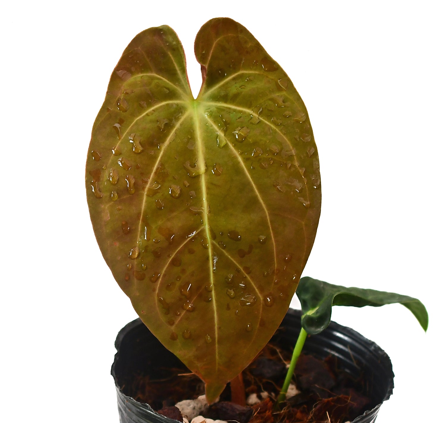 Anthurium Silver Blush x Anthurium papillilaminum (seedling)