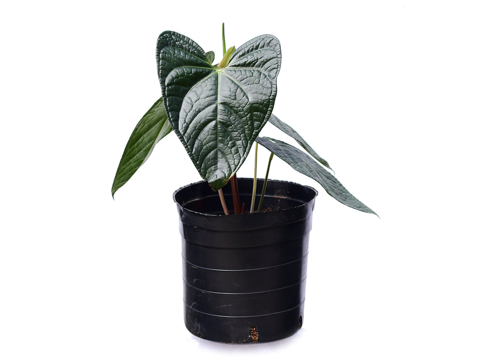 Anthurium Soul of Luxury (XS)