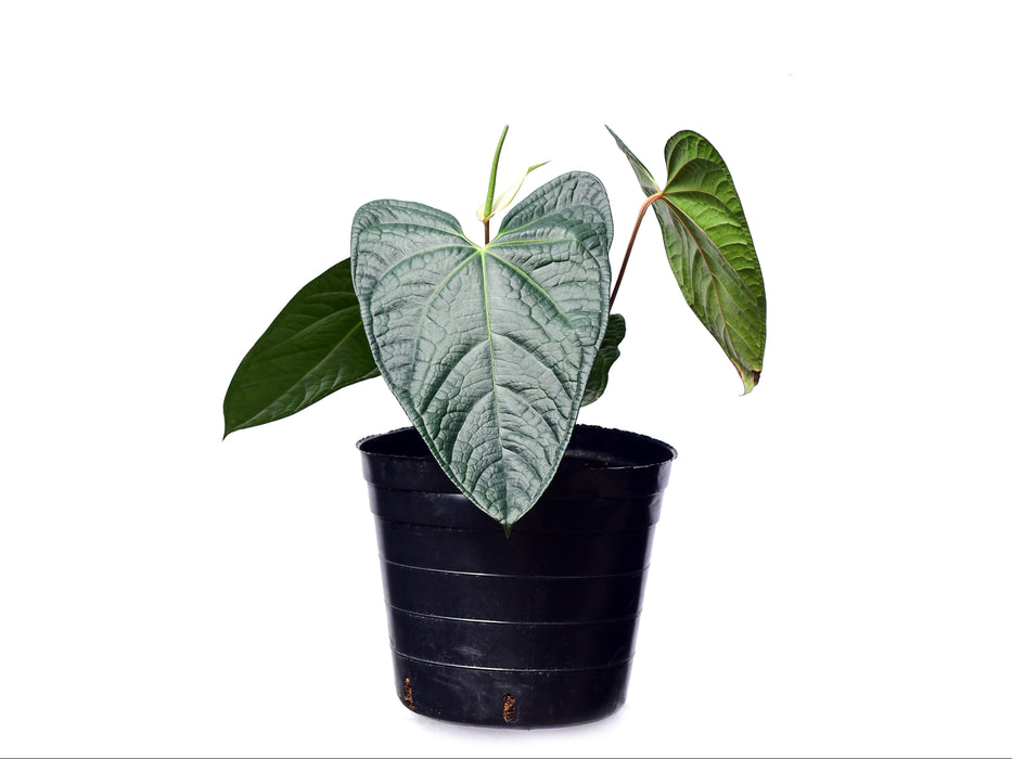 Anthurium Soul of Luxury (XS)