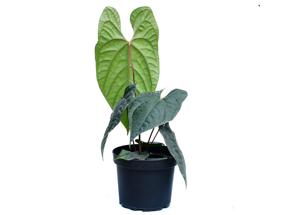 Anthurium Sparkling River (Big)