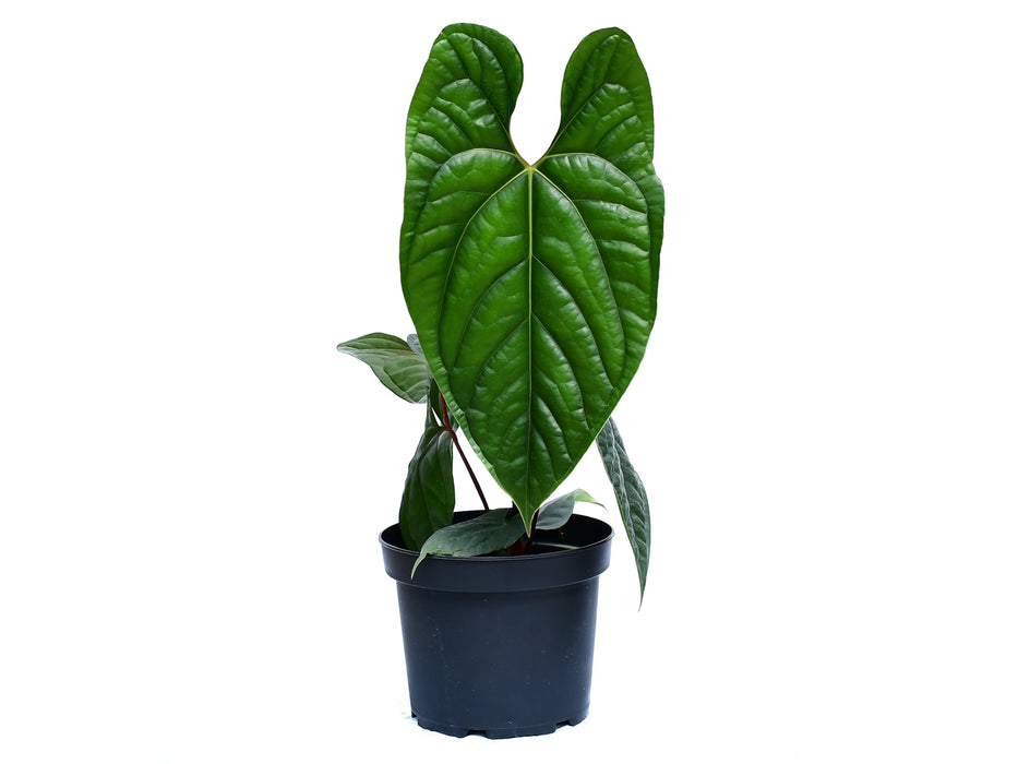 Anthurium Sparkling River (Big)