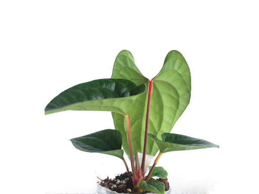 anthurium hybrid sangria plant Anthurium Sparkling River 'Inverse crossing' — Ecuagenera USA Corp