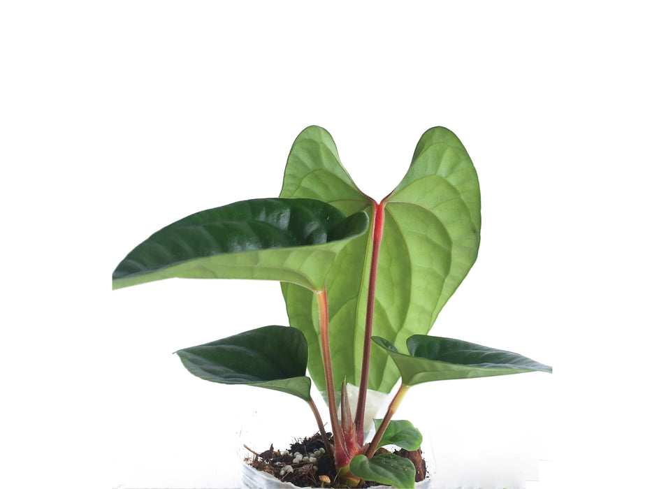 Anthurium Sparkling River 'Inverse crossing'