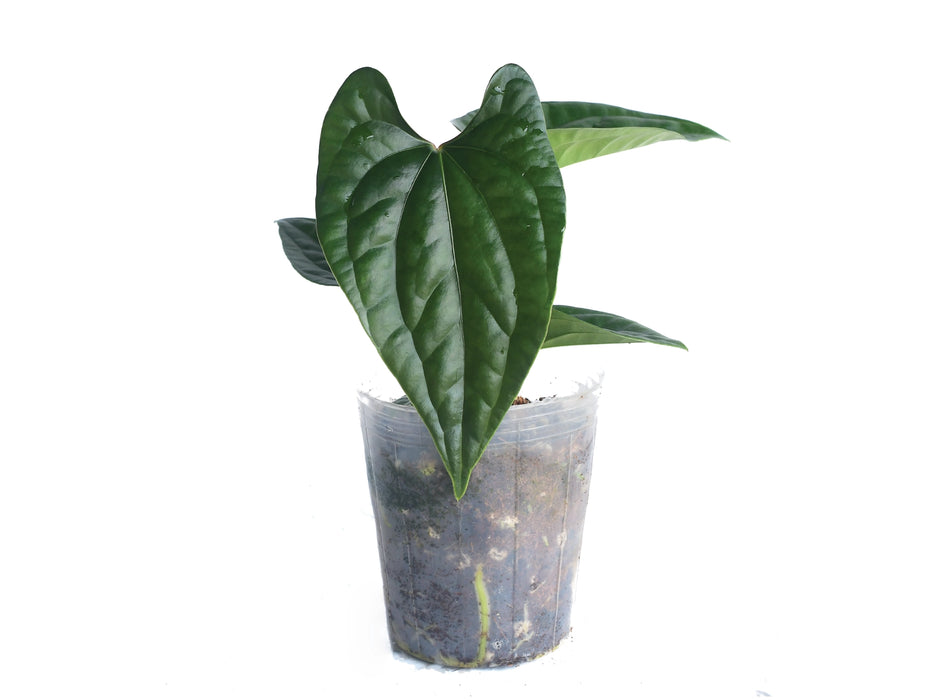 Anthurium Sparkling River 'Inverse crossing'
