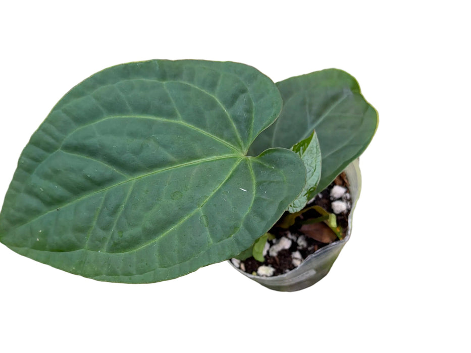 Anthurium Splendid Crystal x Anthurium Eureka