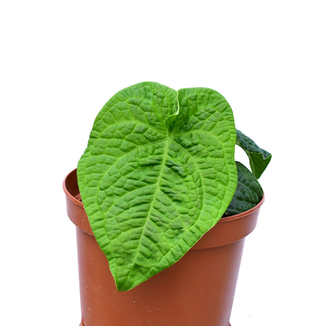 Anthurium Splendid Ivan — Ecuagenera USA Corp