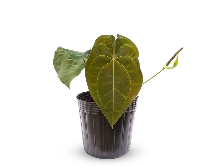 Anthurium The Paradise Throne