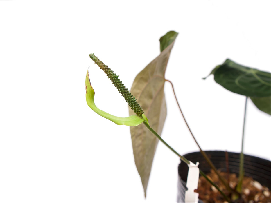 Anthurium The Paradise Throne