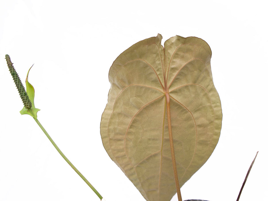 Anthurium The Paradise Throne