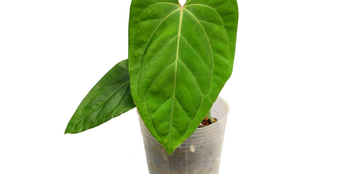 anthurium mini jungle Anthurium Urban Jungle