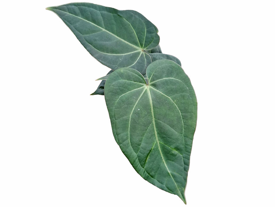 Anthurium Urban Jungle x Anth. Magnificent Silver 'Inverse crossing'