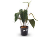 Anthurium Velvet Abyss