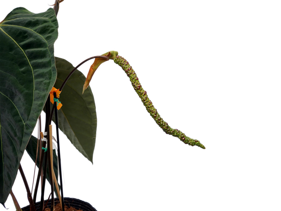 Anthurium Velvet Abyss