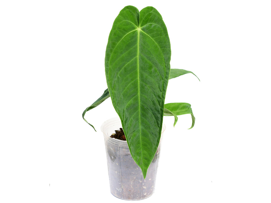 Anthurium Velvety Dream