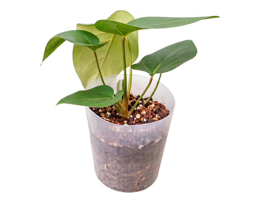 Anthurium Wonder x Anthurium Eureka
