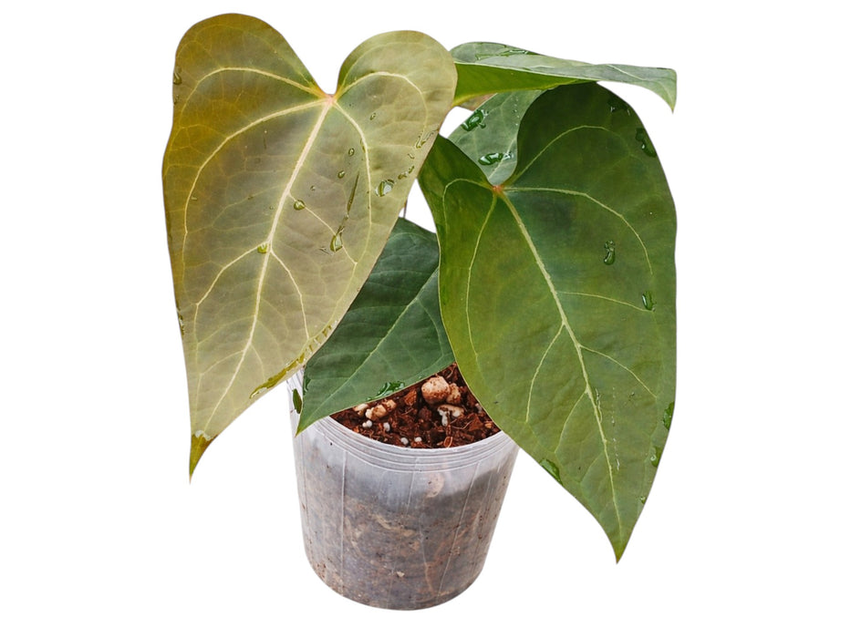 Anthurium Wonder x Anthurium Eureka