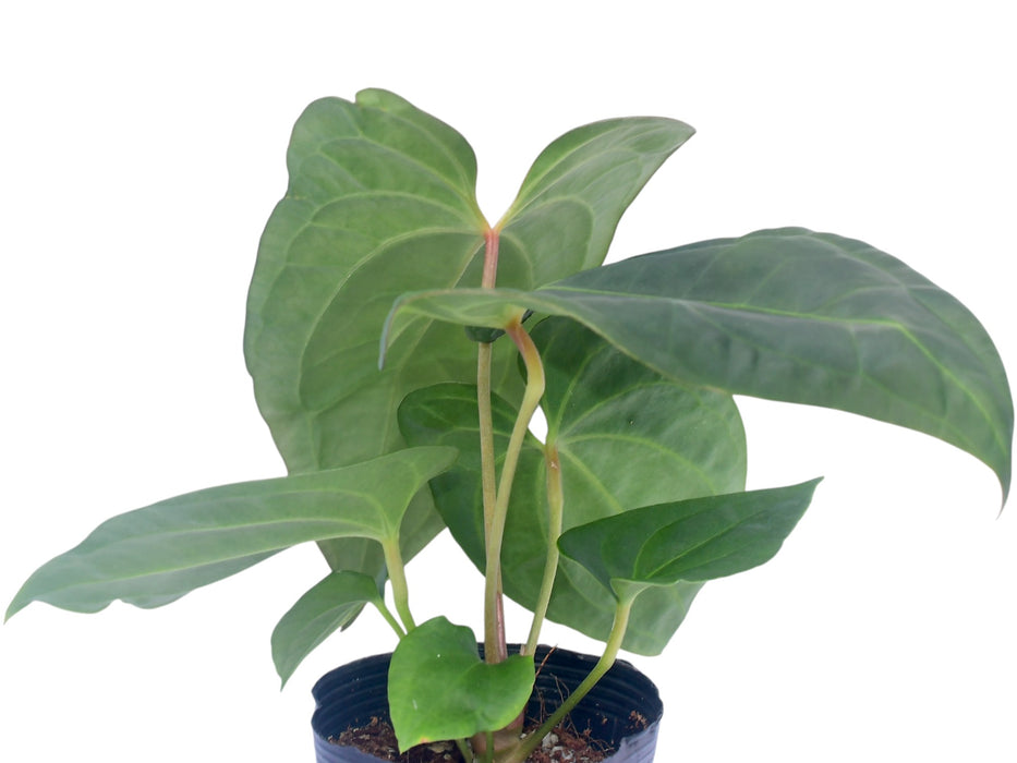 Anthurium Wonder x Anthurium Fantasy