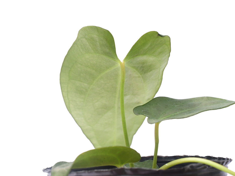 Anthurium Wonderland 'Inverse crossing'