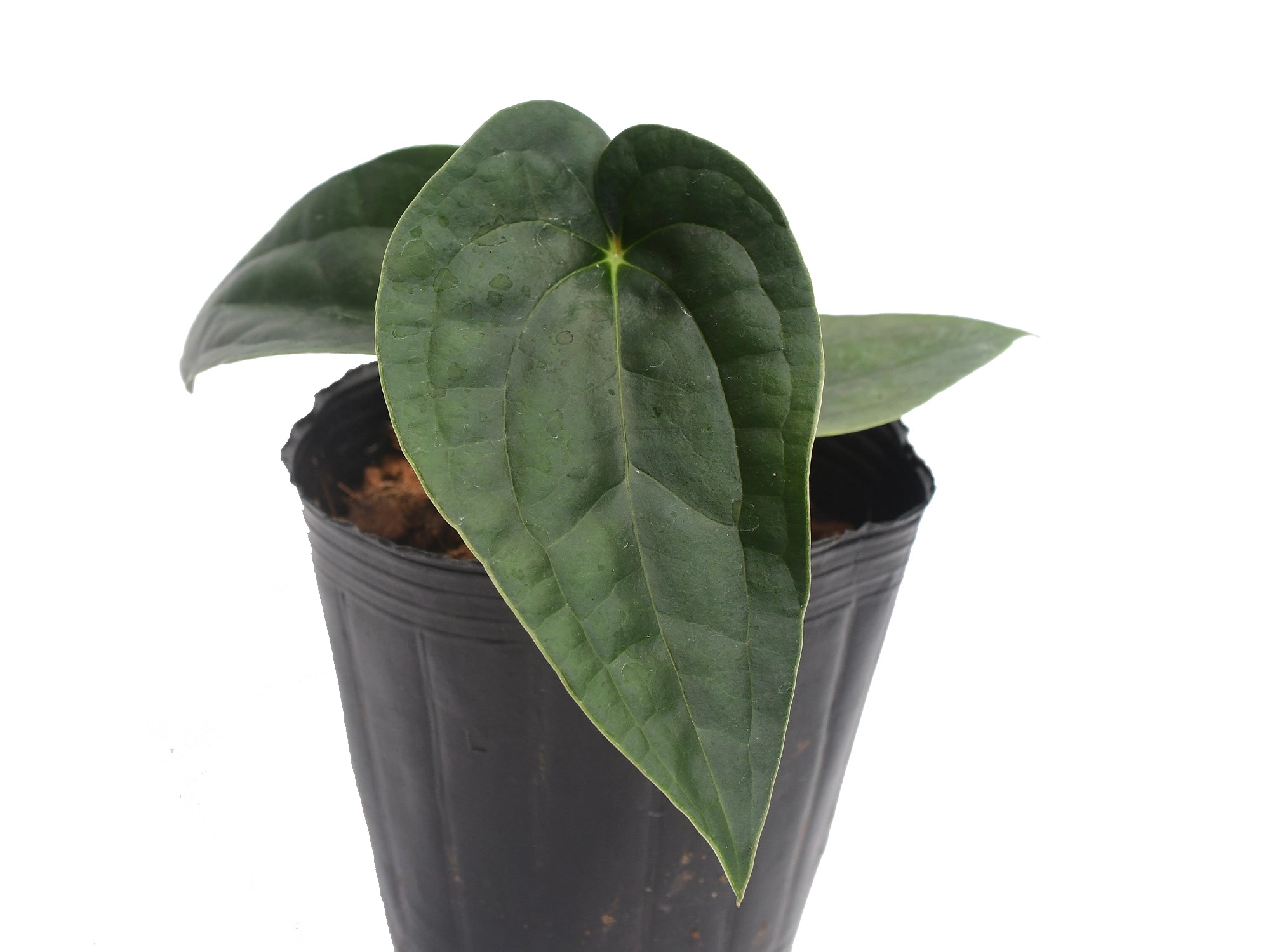 anthurium papillilaminum ecuagenera Anthurium Ximeportilla