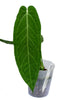 Anthurium Zamora Queen